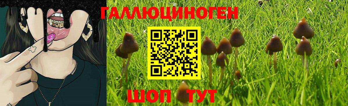 Псилоцибиновые грибы Psilocybine cubensis Аргун